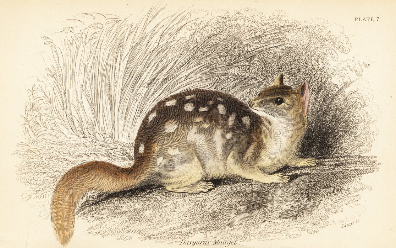Østlig quoll, Dasyurus vaskebjørn. Truet. ,1841 (gravering) av Georges Robert Waterhouse