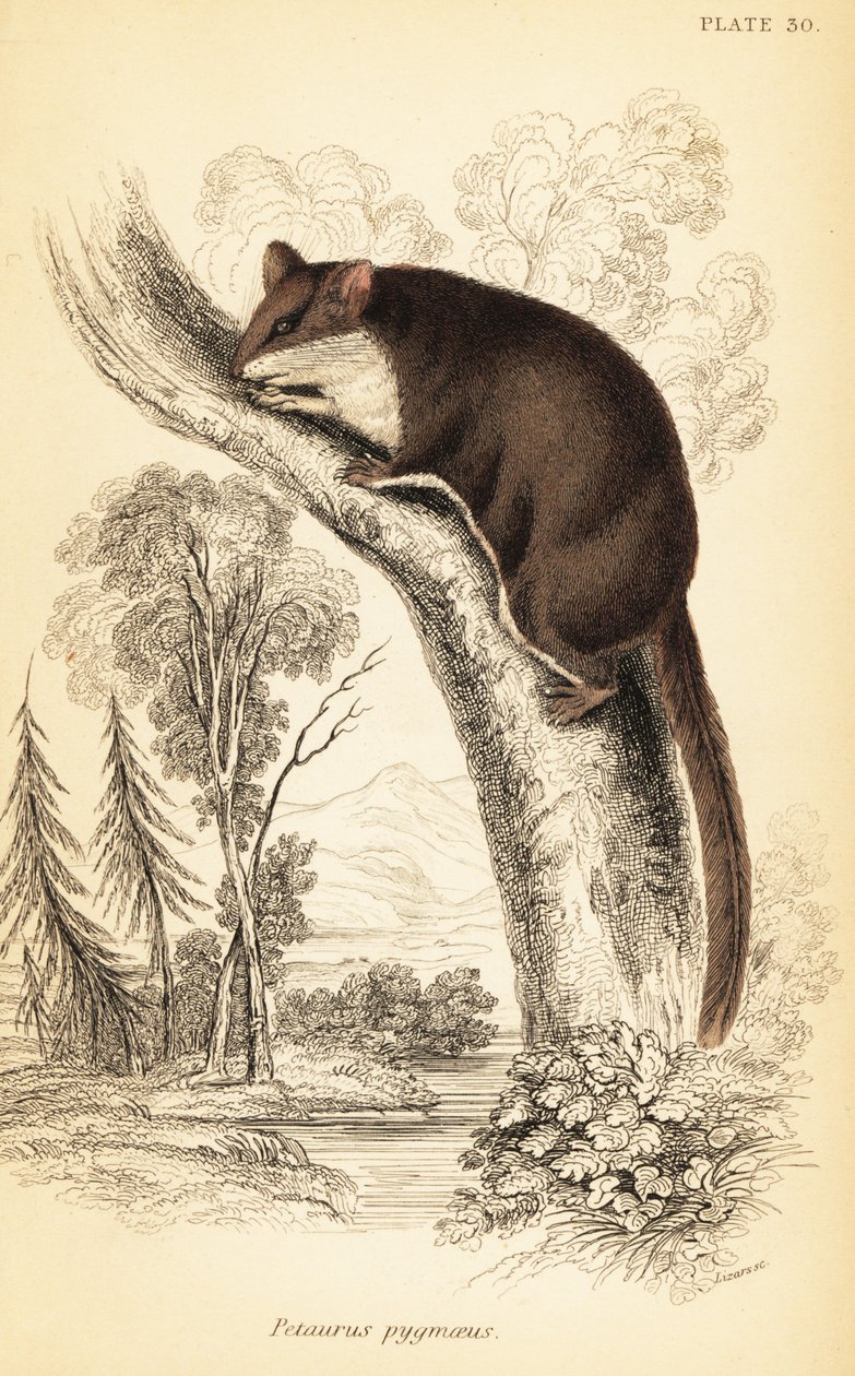 Fjærhaleglider, Acrobates pygmaeus. ,1841 (gravering) av Georges Robert Waterhouse