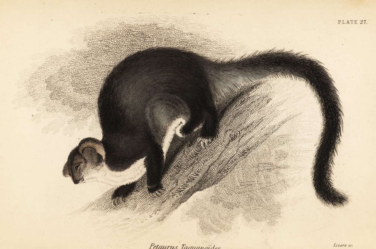 Større glider, Petauroides volans. ,1841 (gravering) av Georges Robert Waterhouse