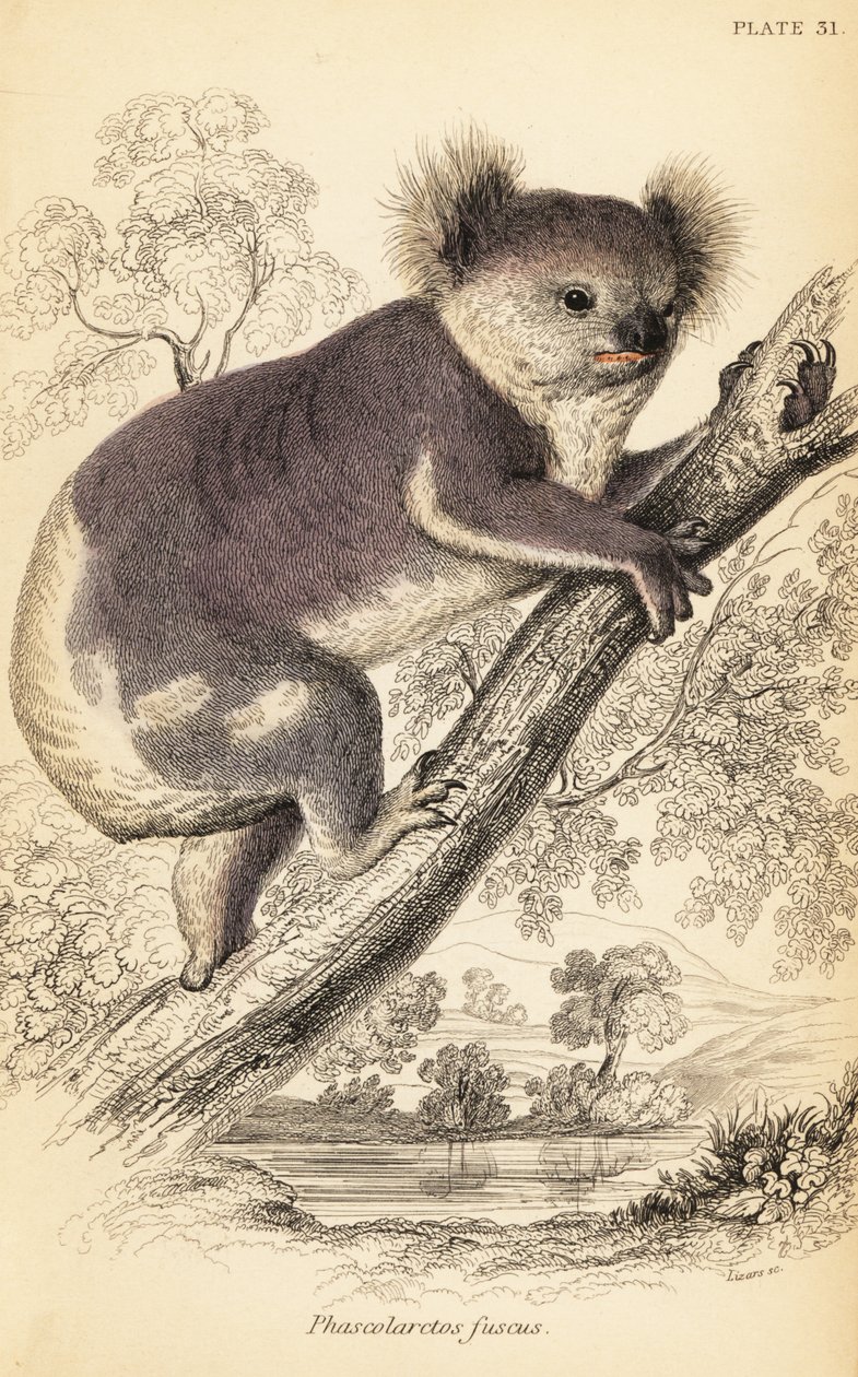 Koala, Phascolarctos cinereus., 1841 (gravering) av Georges Robert Waterhouse