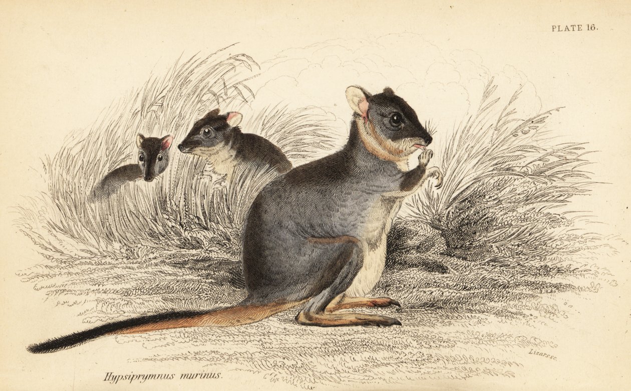 Langfot potoroo, Potorous longipes. Sårbar., 1841 (gravering) av Georges Robert Waterhouse