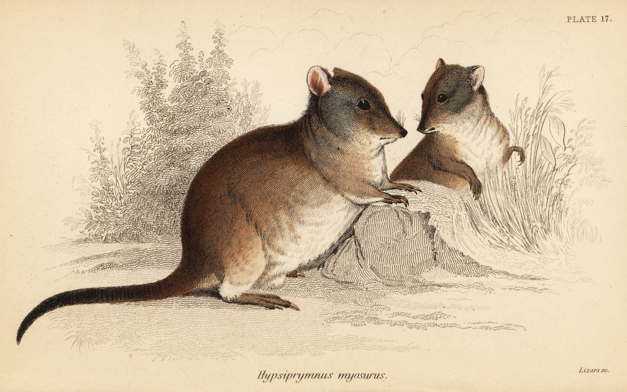 Langneset potoroo, Potorous tridactylus tridactylus., 1841 (gravering) av Georges Robert Waterhouse