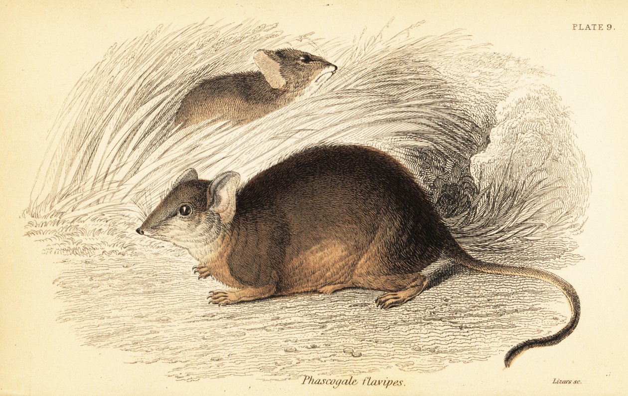 Mardo eller gulfot antechinus, Antechinus flavipes. ,1841 (gravering) av Georges Robert Waterhouse