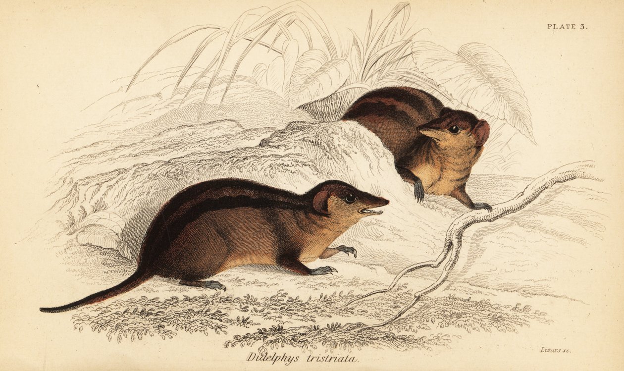 Nordlig trestripet opossum, Monodelphis americana. ,1841 (gravering) av Georges Robert Waterhouse