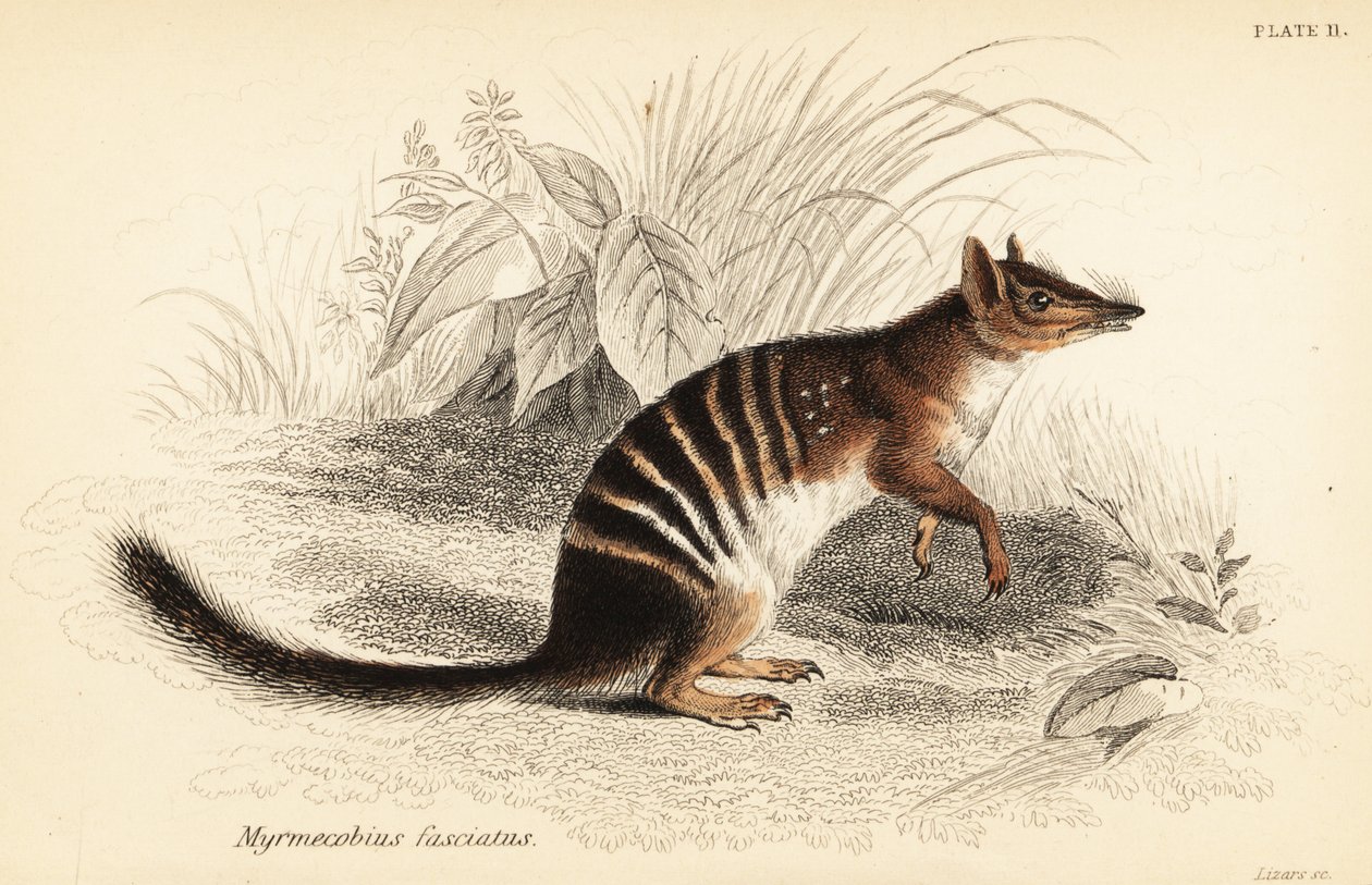 Numbat, Myrmecobius fasciatus. Truet. ,1841 (gravering) av Georges Robert Waterhouse
