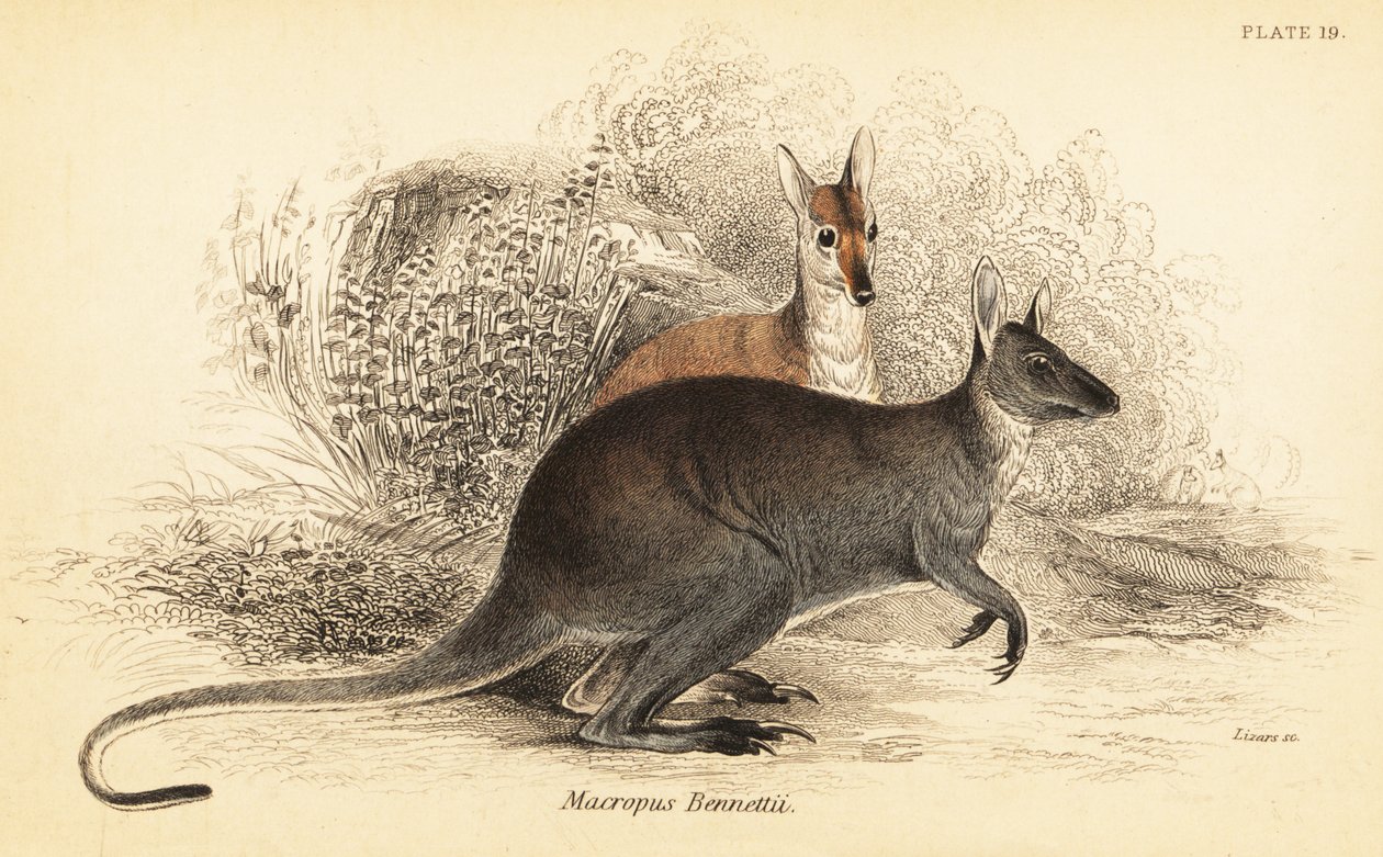 Rødhalset wallaby, Macropus rufogriseus. ,1841 (gravering) av Georges Robert Waterhouse