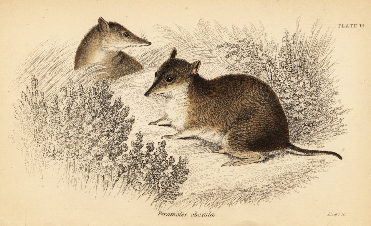Sørlig brun bandicoot, Isoodon obesulus. Truet. ,1841 (gravering) av Georges Robert Waterhouse