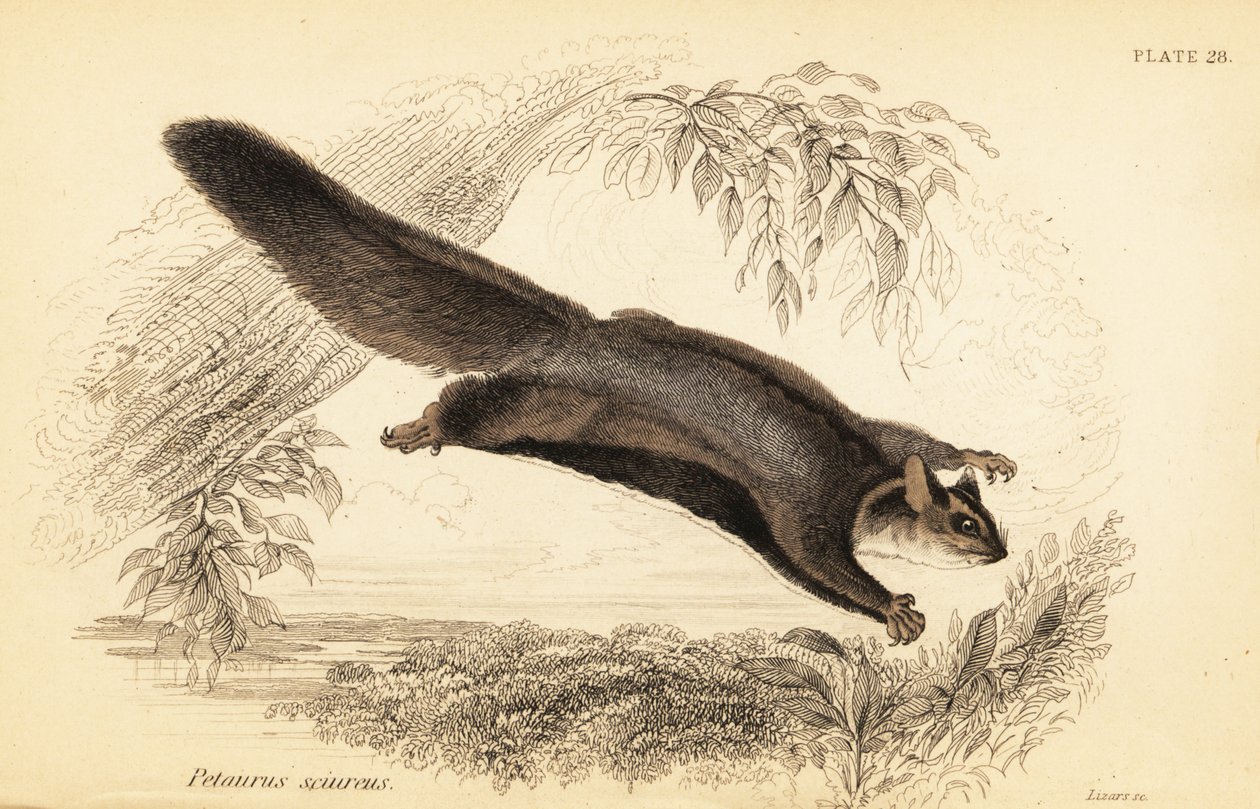 Ekornglider, Petaurus norfolcensis., 1841 (gravering) av Georges Robert Waterhouse