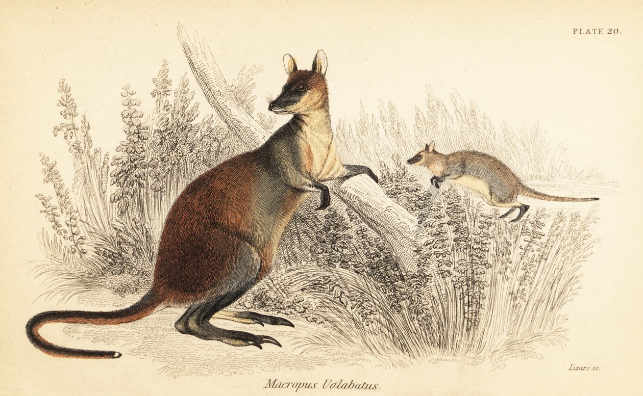 Sump-wallaby, Wallabia bicolor. ,1841 (gravering) av Georges Robert Waterhouse