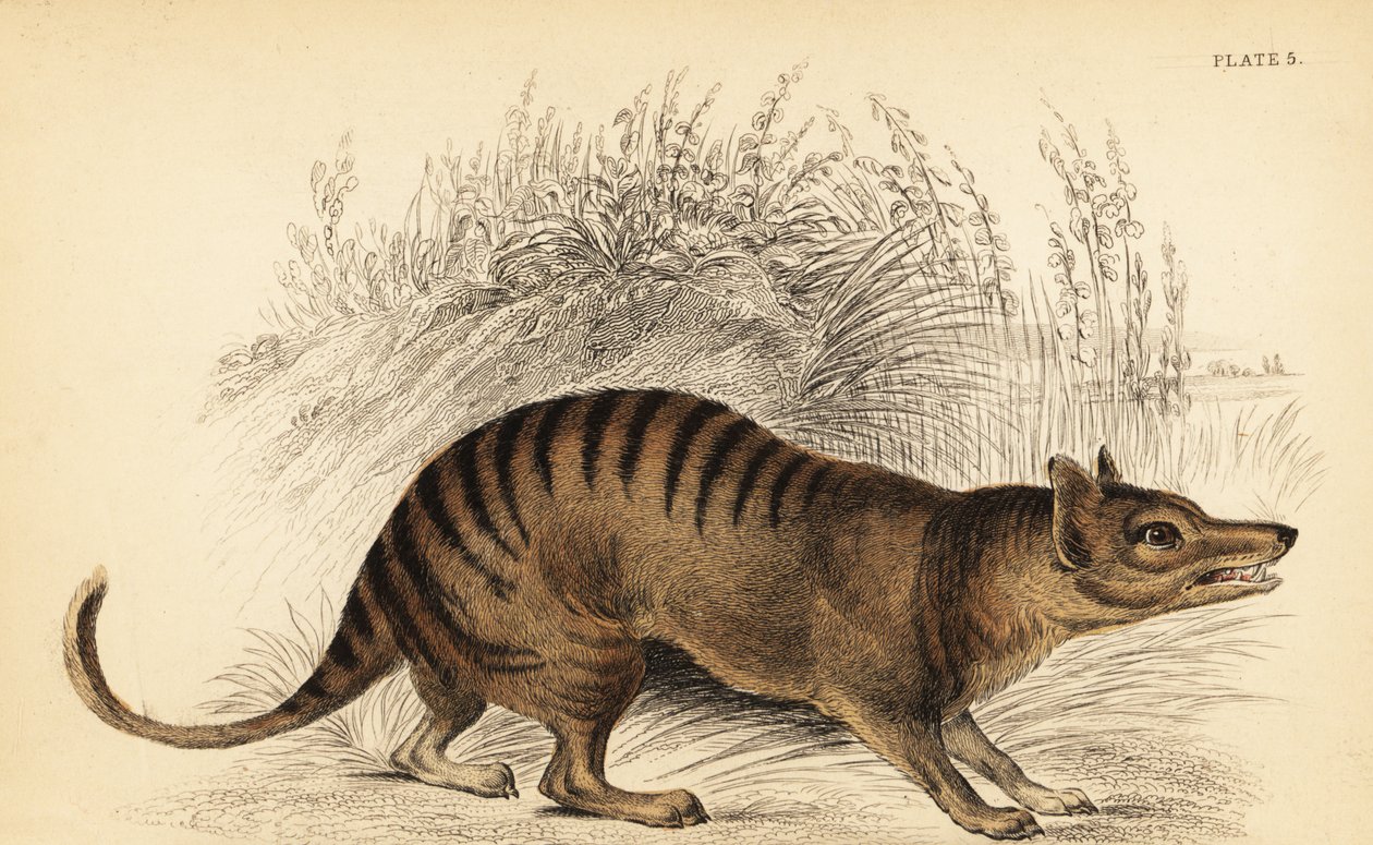 Tasmansk tiger, Thylacinus cynocephalus. Utryddet. ,1841 (gravering) av Georges Robert Waterhouse