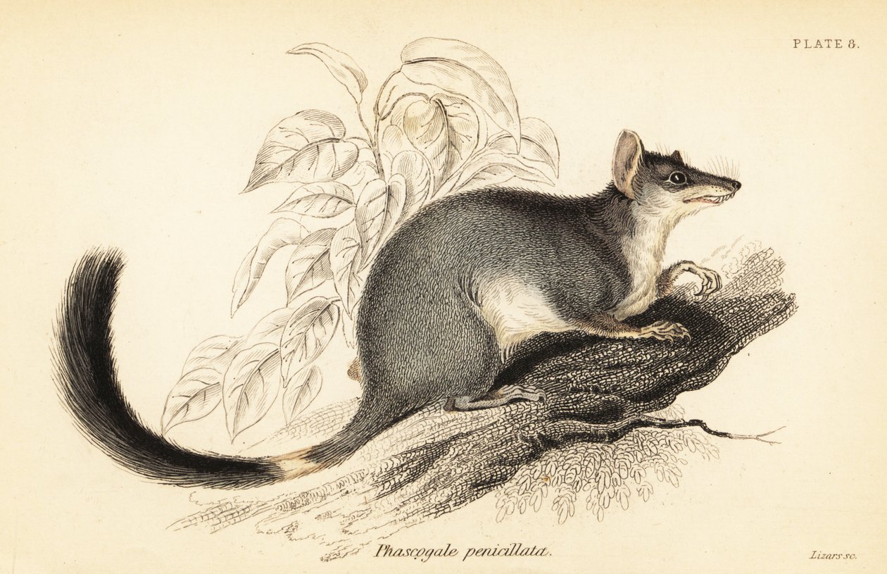 Tuan eller vanlig wambenger, Phascogale tapoatafa. ,1841 (gravering) av Georges Robert Waterhouse