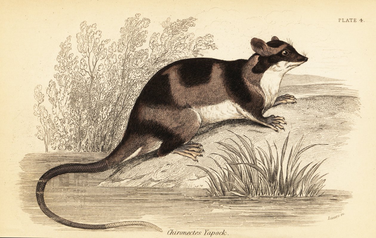 Vannopossum eller yapok, Chironectes minimus. ,1841 (gravering) av Georges Robert Waterhouse