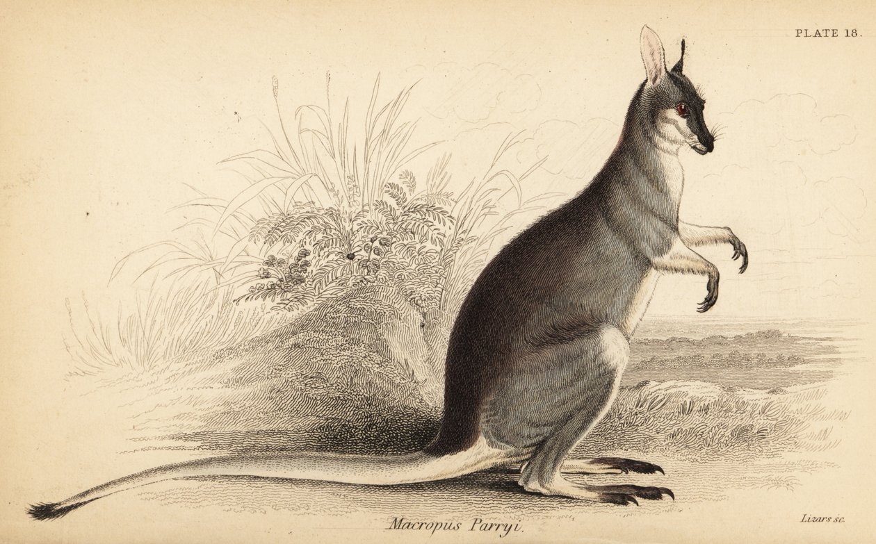 Whiptail wallaby, Macropus parryi. ,1841 (gravering) av Georges Robert Waterhouse