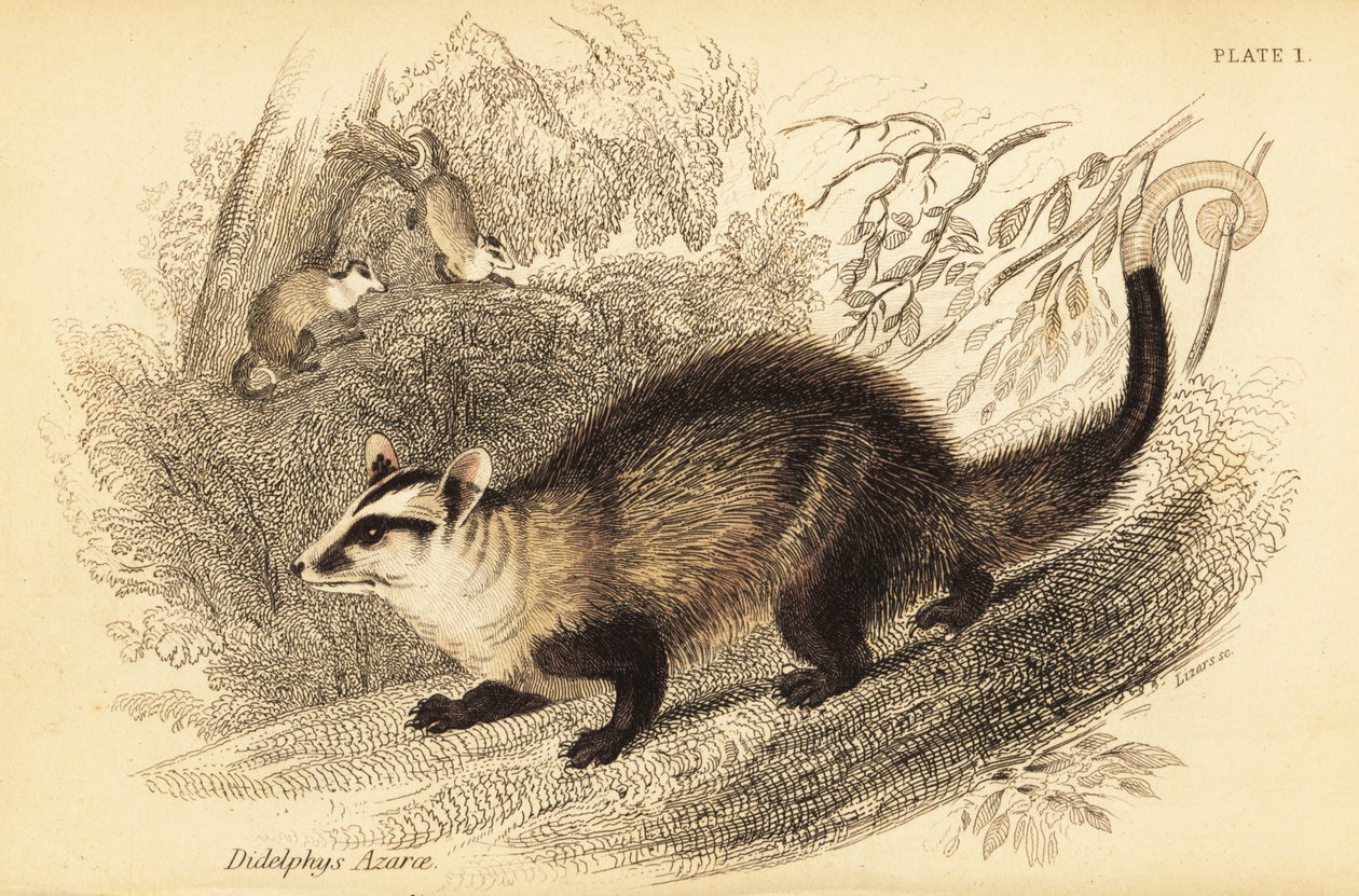 Hvitøret opossum, Didelphis albiventris. ,1841 (gravering) av Georges Robert Waterhouse