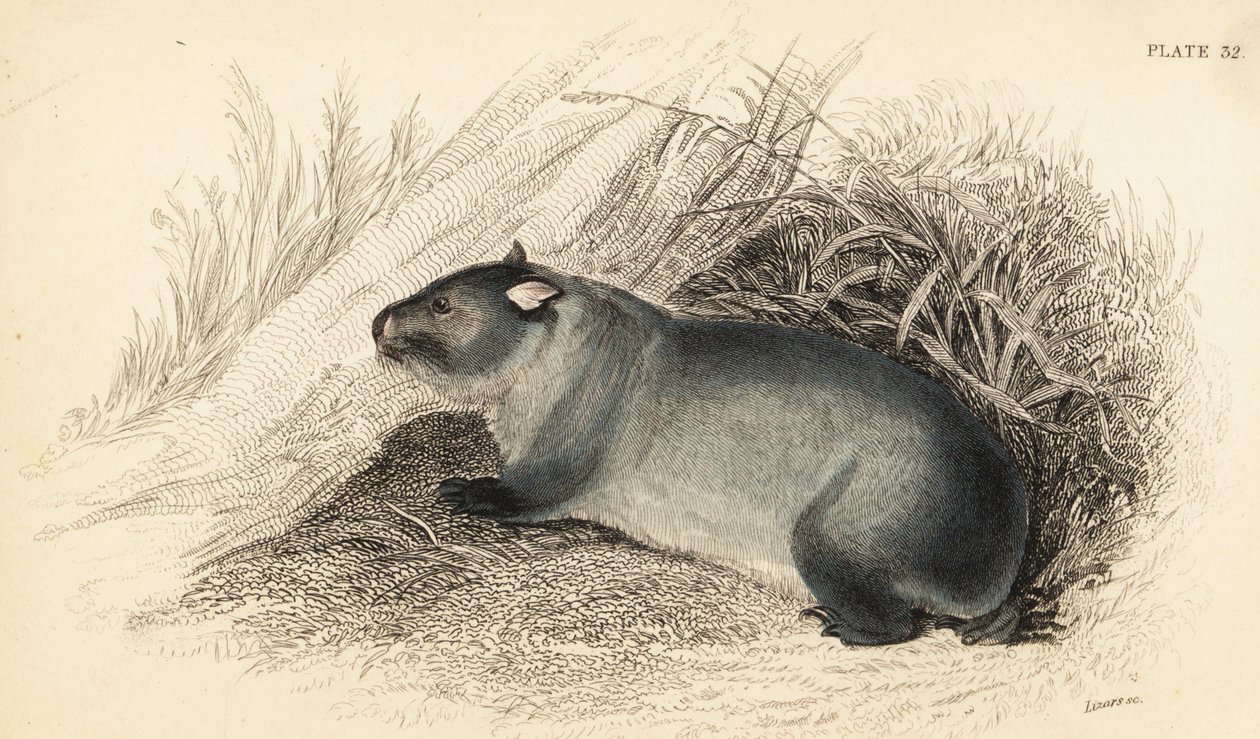 Wombat, Wombatus ursinus., 1841 (gravering) av Georges Robert Waterhouse