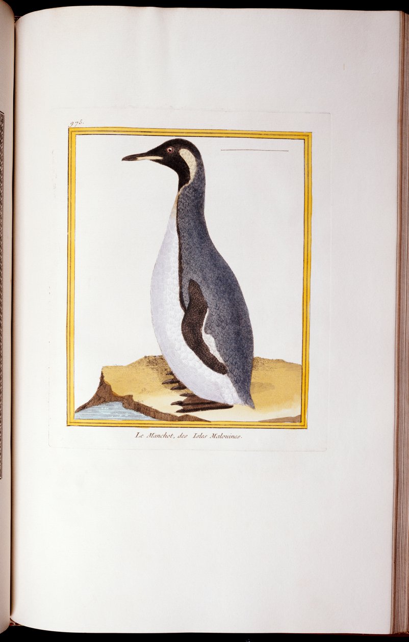 A Penguin, Falklandsøyene, fra "Natural History of Birds", 1770-86 av Georges de Buffon