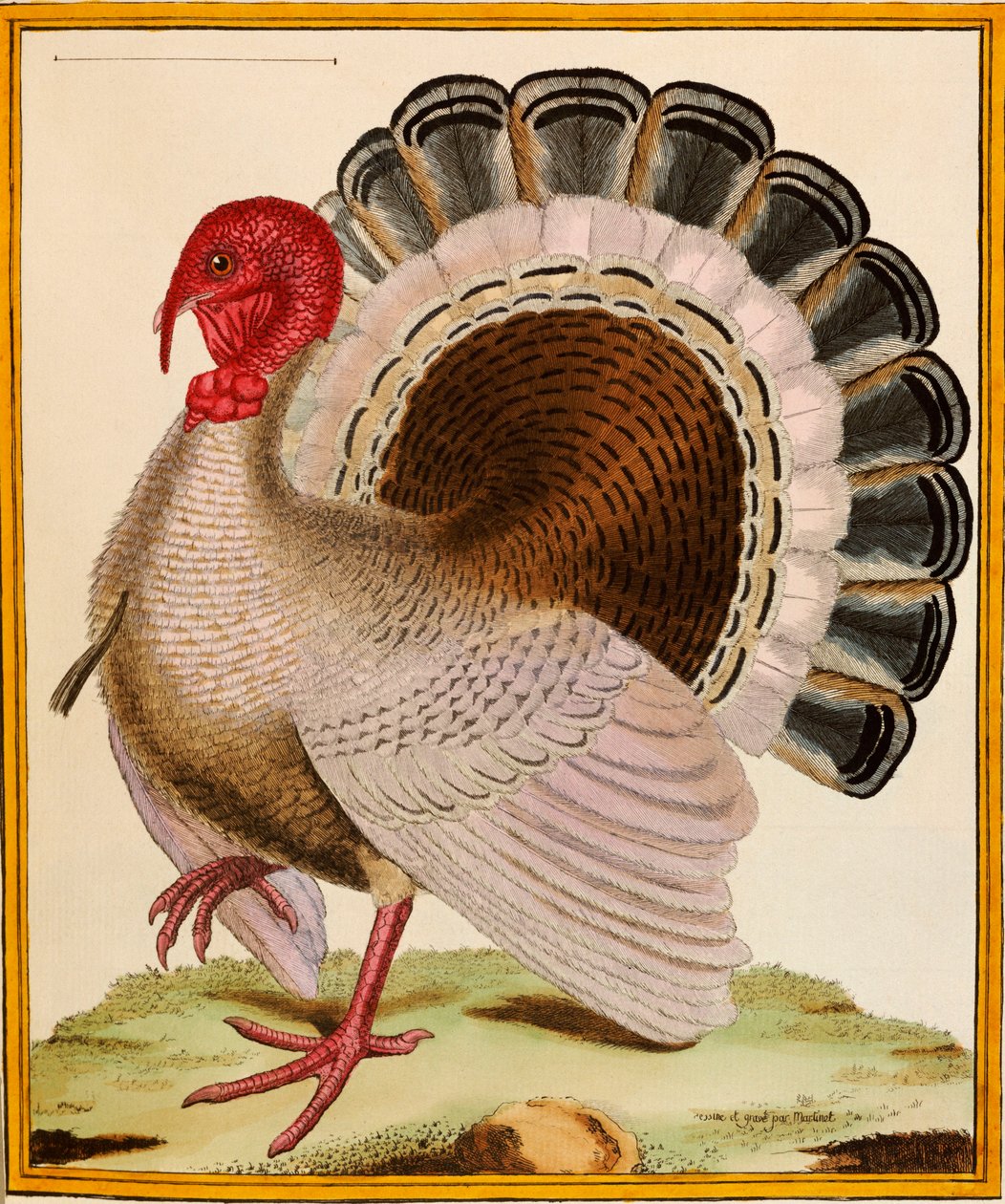 Et Tyrkia, fra "Histoire Nouvelles des Oiseaux", 1771-86 av Georges de Buffon