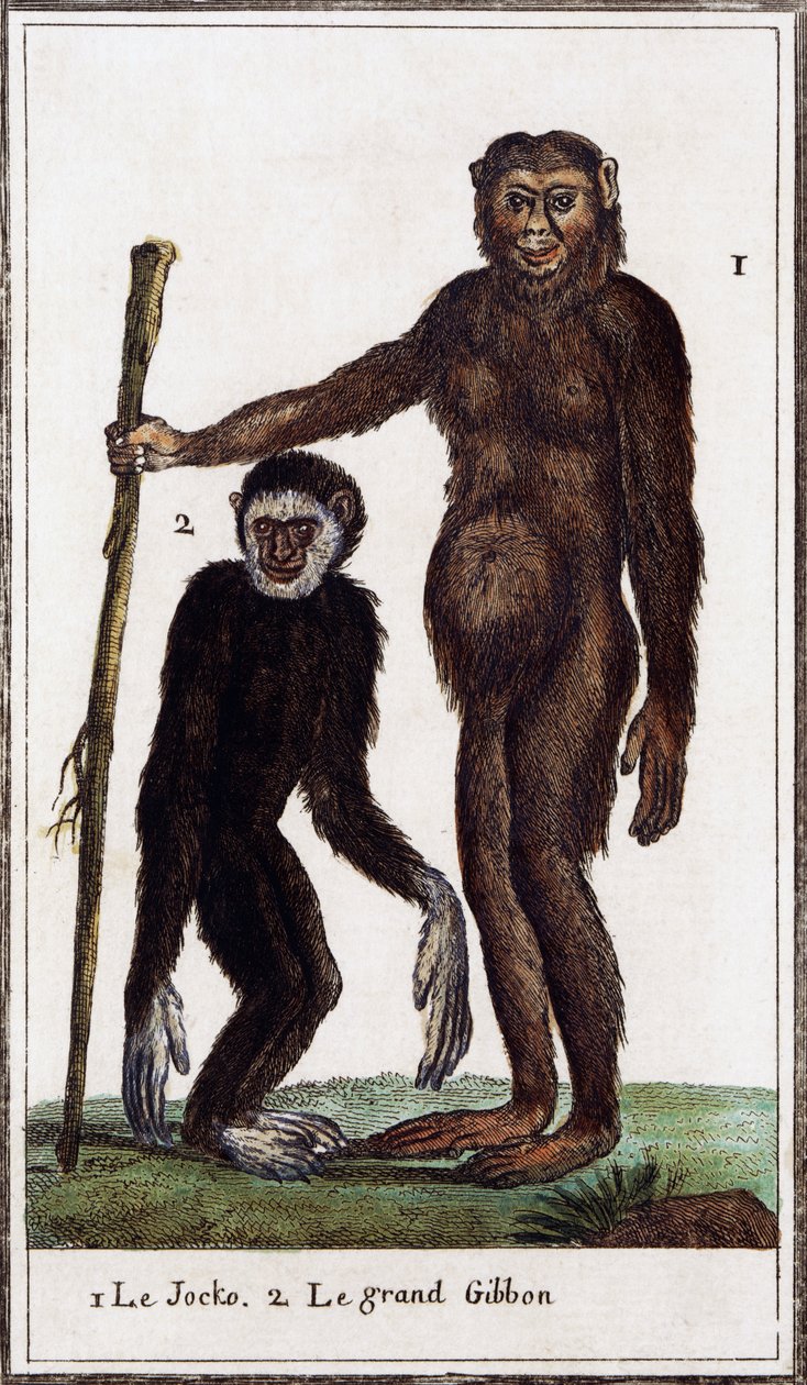 Jocko, sjimpanse eller gibbon, illustrasjon fra Histoire naturelle, av Georges-Louis Leclerc greve av Buffon (1707-1788), akvarellgravering av Georges de Buffon