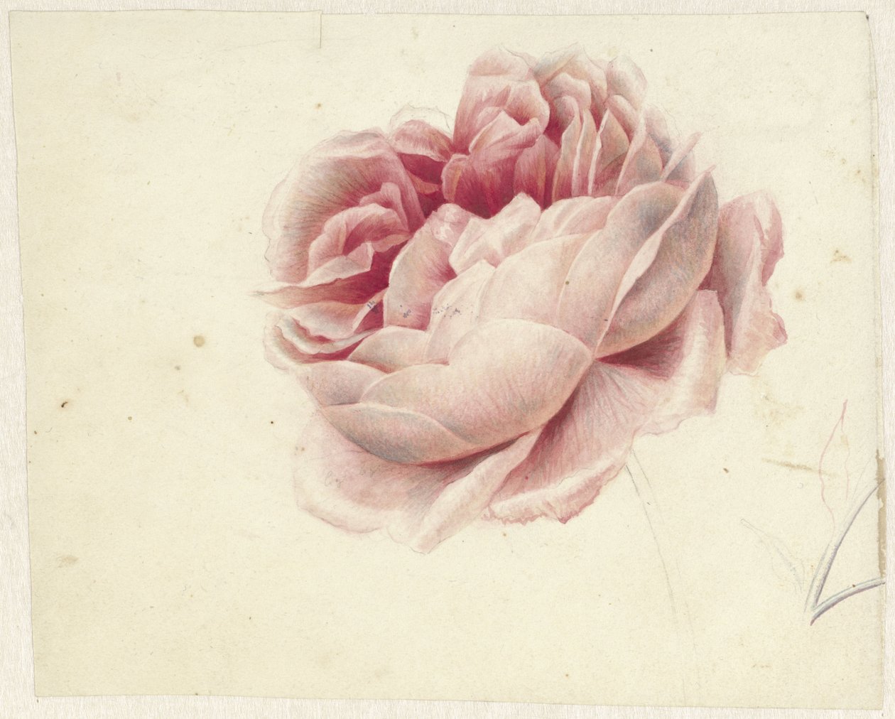 Rød rose av Georgius Jacobus Johannes van Os