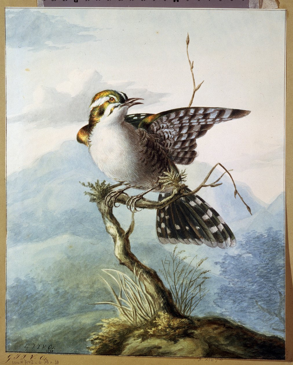 ""En liten fugl"" (Little bird) Akvarell av Georgius Jacobus Johannes van Os (1782-1861) 1798 Pushkin Museum, Moskva av Georgius Jacobus Johannes van Os