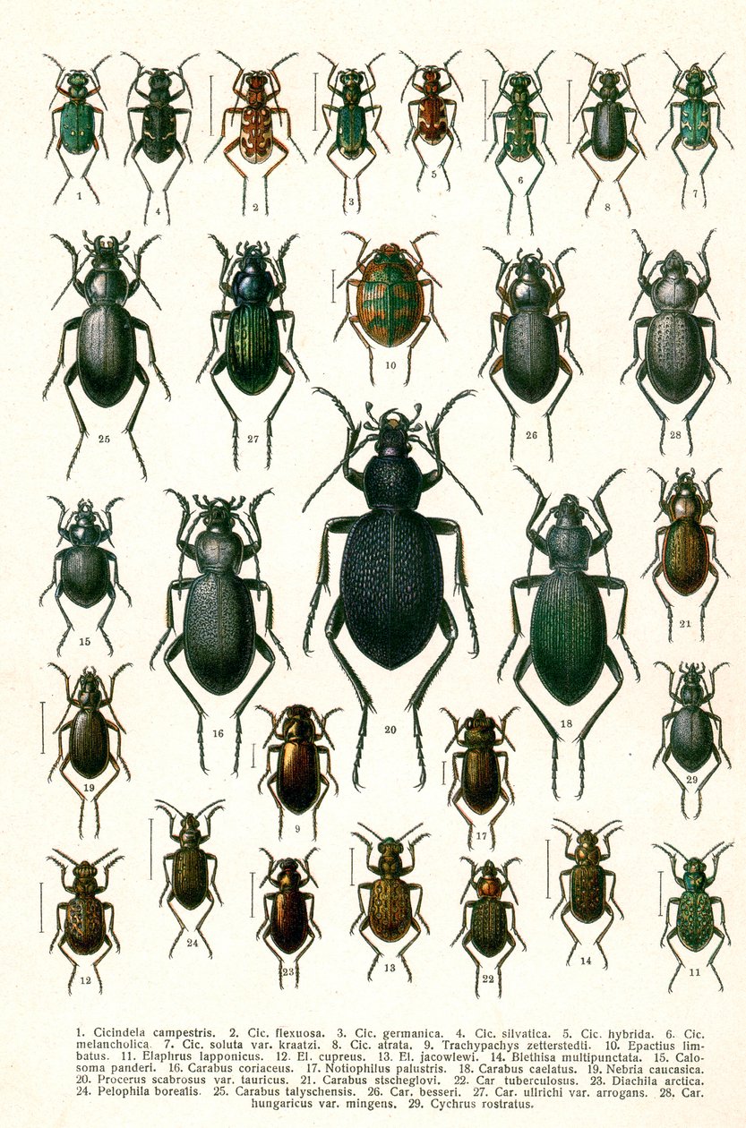 Antikk trykk av varianter av europeiske biller, ca. 1910 (kromolitografi) av Georgiy Jacobson