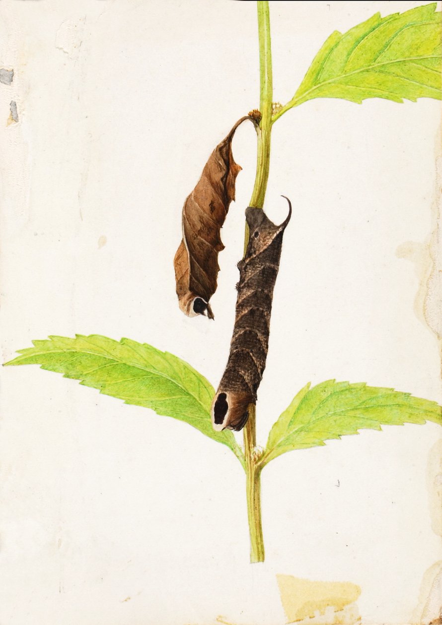 Curled Dead Leaf Mimicking Sphinx Caterpillar..., tidlig på 1900-tallet. av Gerald H. Thayer