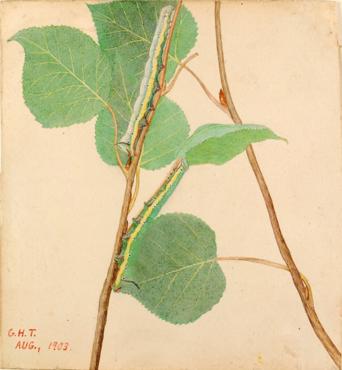 Mirror-Back Caterpillar..., tidlig på 1900-tallet. av Gerald H. Thayer