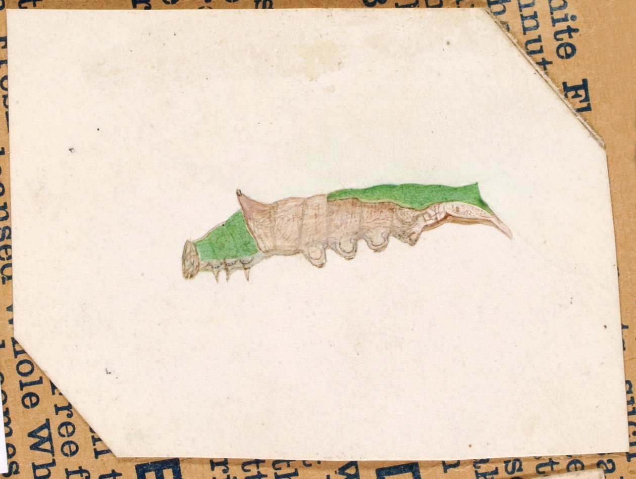 Oak Leaf Edge Caterpillar..., tidlig på 1900-tallet. av Gerald H. Thayer