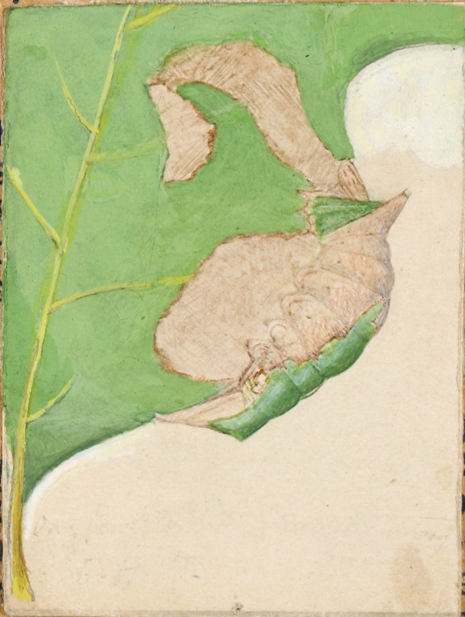  av Gerald H. Thayer