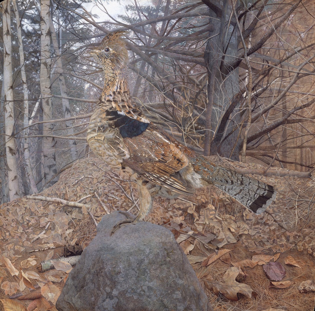 Rypehann i skogen, 1907-08 av Gerald Thayer