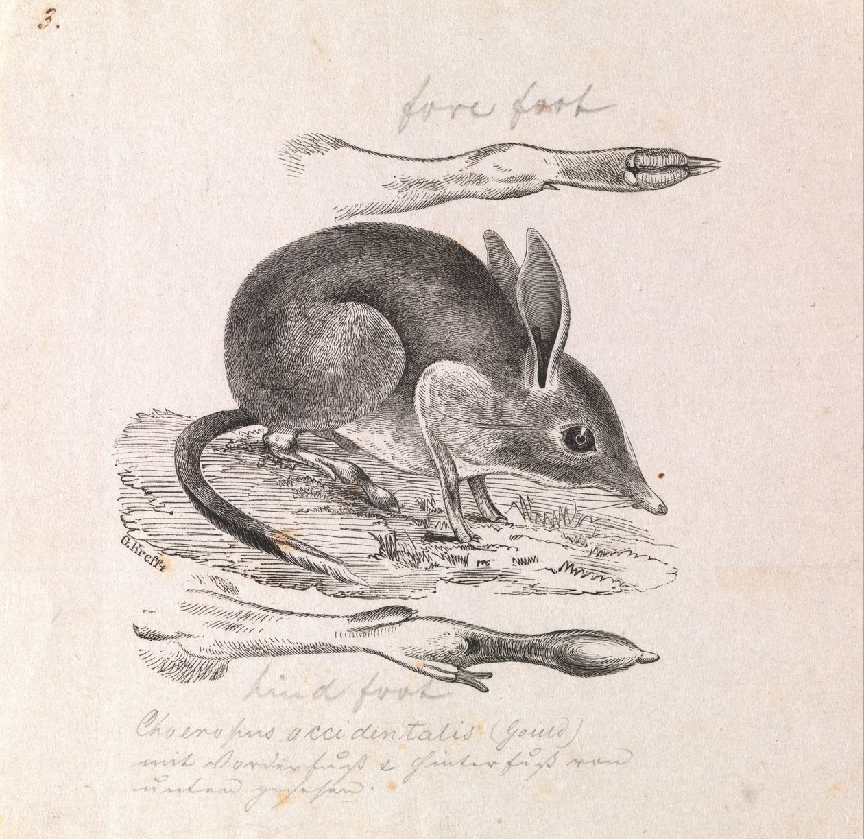 Grisfotet Bandicoot, Chaeropus ecaudatus av Gerard Krefft