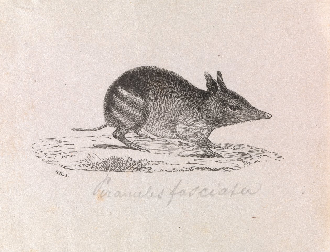 Western sperret Bandicoot, Perameles bougainville av Gerard Krefft