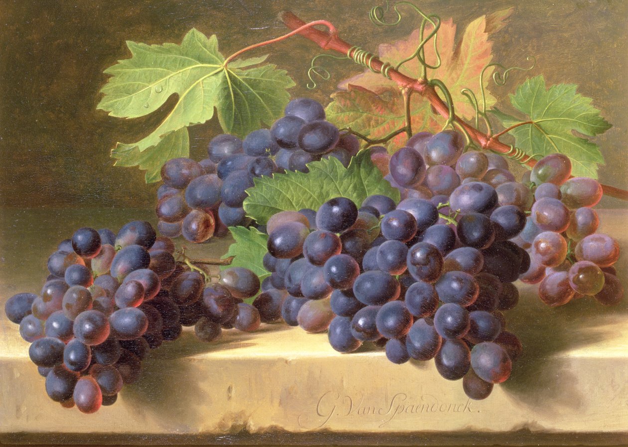 Et stilleben av druer som hviler på en marmorhylle av Gerard van Spaendonck
