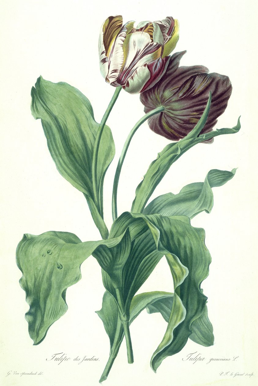 Garden Tulip, fra 