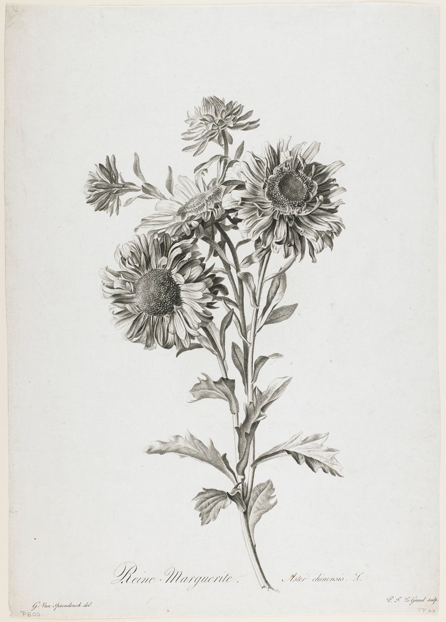 Reine-Marguerite, fra Fleurs Dessinees d