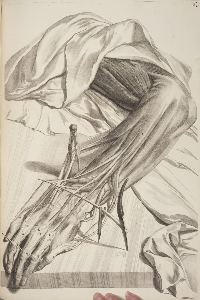 Anatomy of the Human Body av Govard Bidloo, 1685 av Gerard de Lairesse