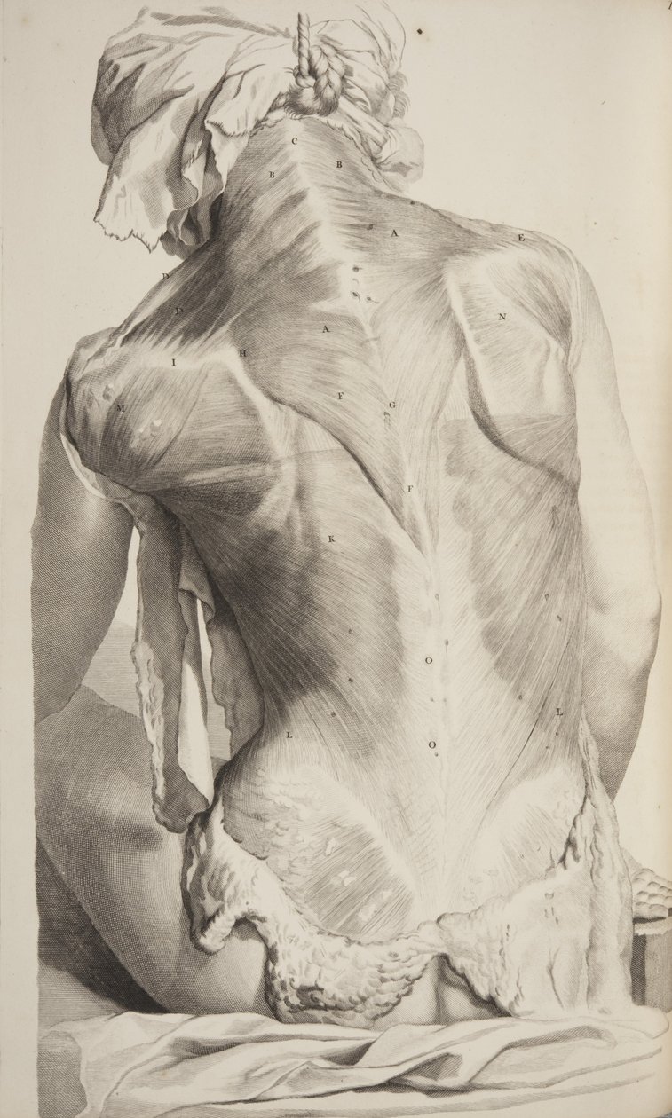 Anatomy of the Human Body av Govard Bidloo, 1685 av Gerard de Lairesse