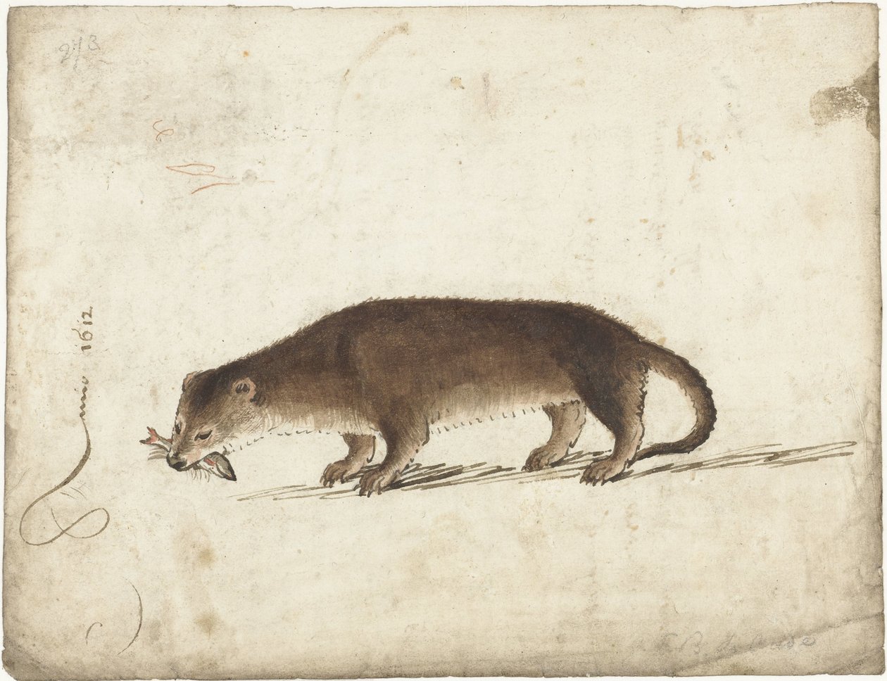 Oter med en fisk i kjeften av Gerard ter Borch (I)