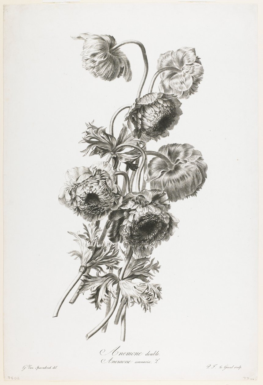 Dobbel anemone, fra blomster tegnet fra naturen, ca. 1800 (stippgravering) av Gerard van Spaendonck