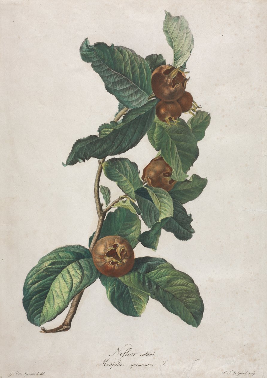 Kultivert medlar (Mespilus germanica) av Gerard van Spaendonck