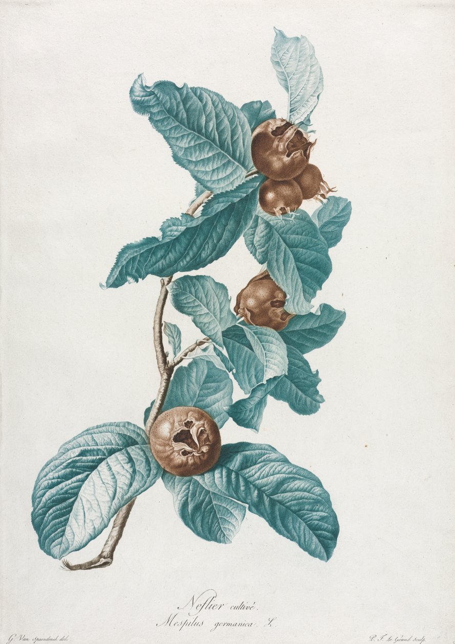 Kultivert medlar (Mespilus germanica) av Gerard van Spaendonck