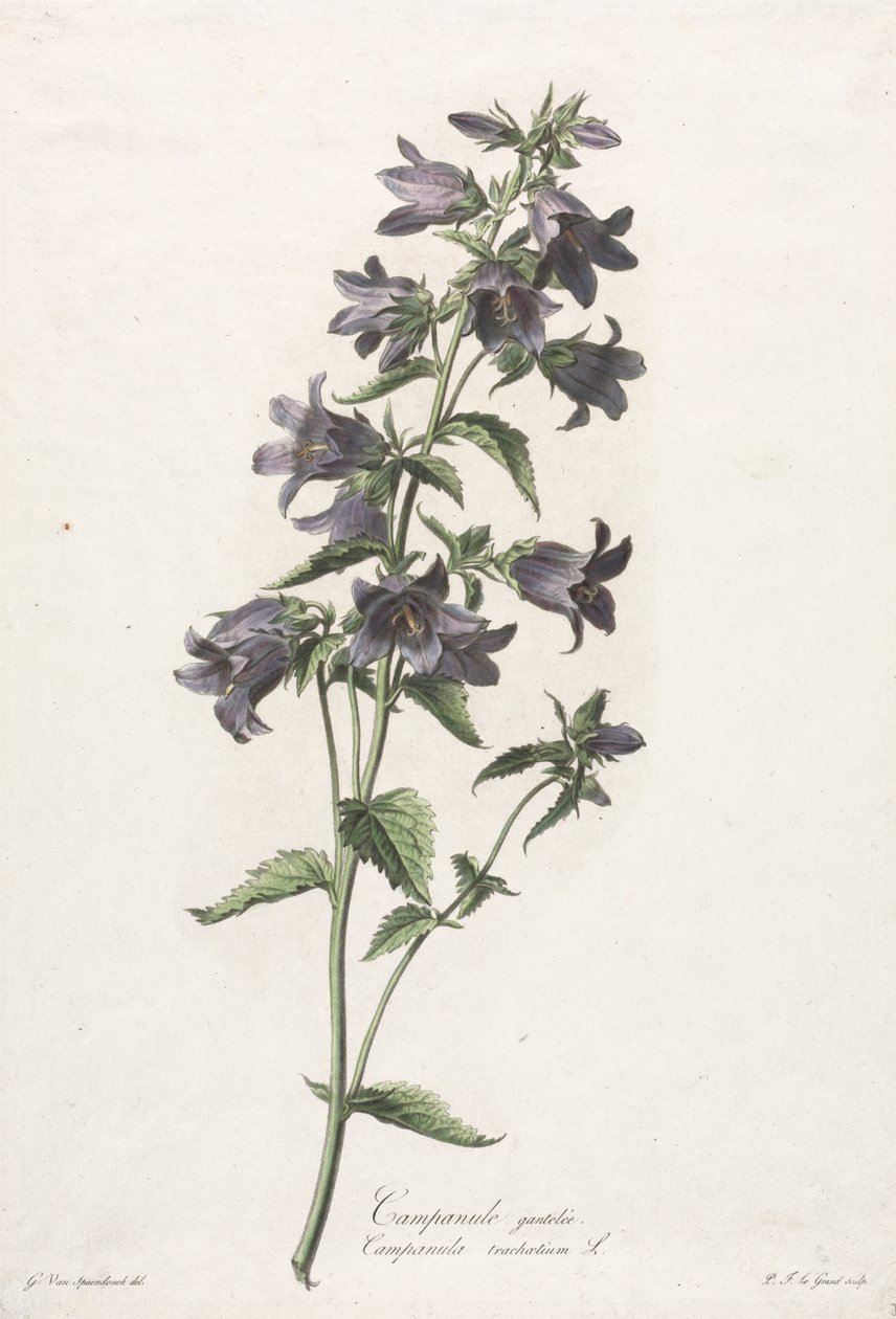 Blomster hentet fra naturen: Klokkeblomst av Gerard van Spaendonck