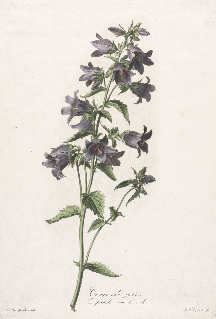 Blomster hentet fra naturen: Klokkeblomst, ca. 1800. av Gerard van Spaendonck