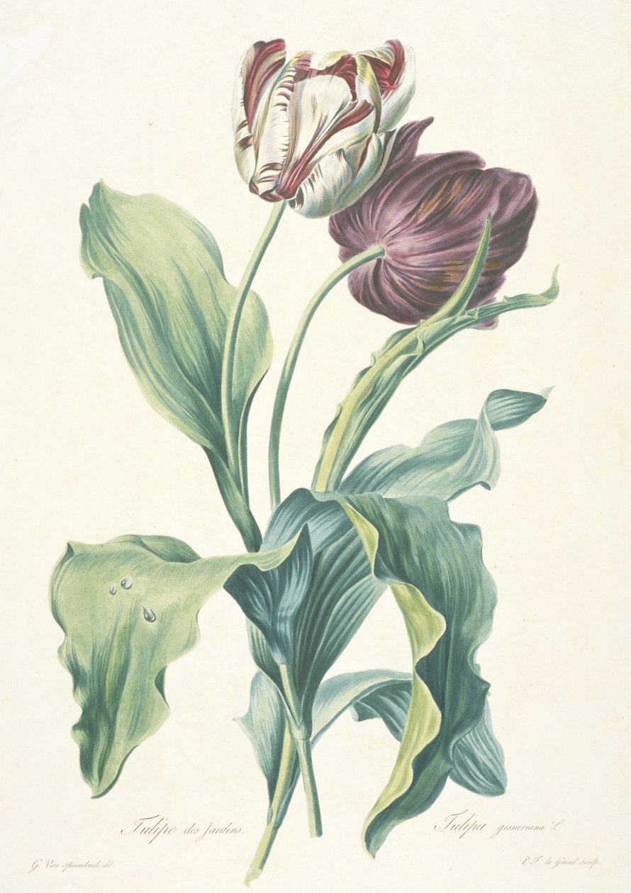 Hagetulipan, fra blomster tegnet fra naturen, ca. 1800 av Gerard van Spaendonck