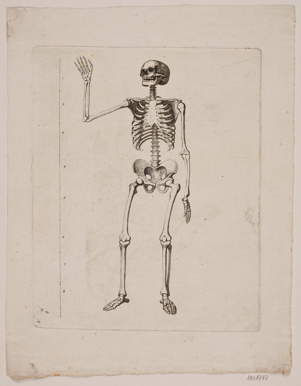 Skjelett av Gerhard Ludvig Lahde