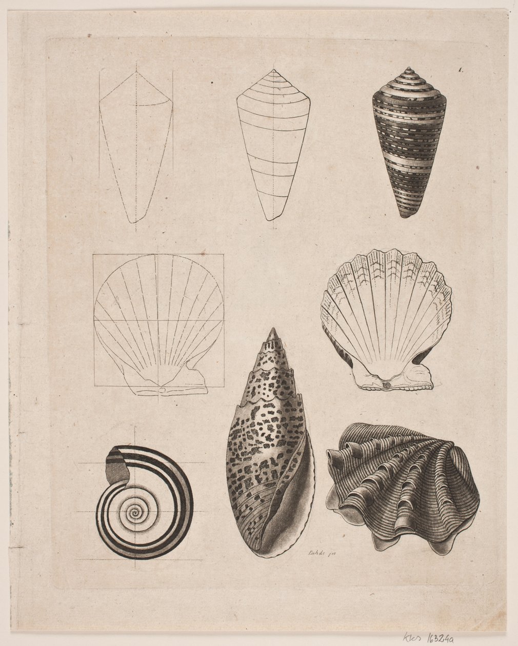 Tavle med snegler av Gerhard Ludvig Lahde