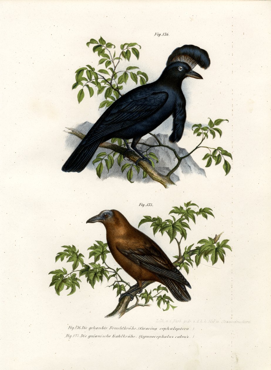 Amazonas paraplyfugl, 1864 av German School