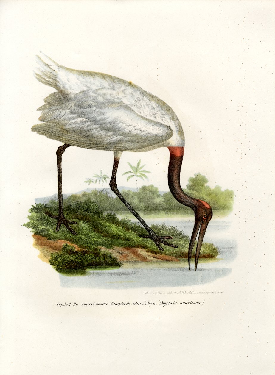 American Wood Ibis, 1864 av German School