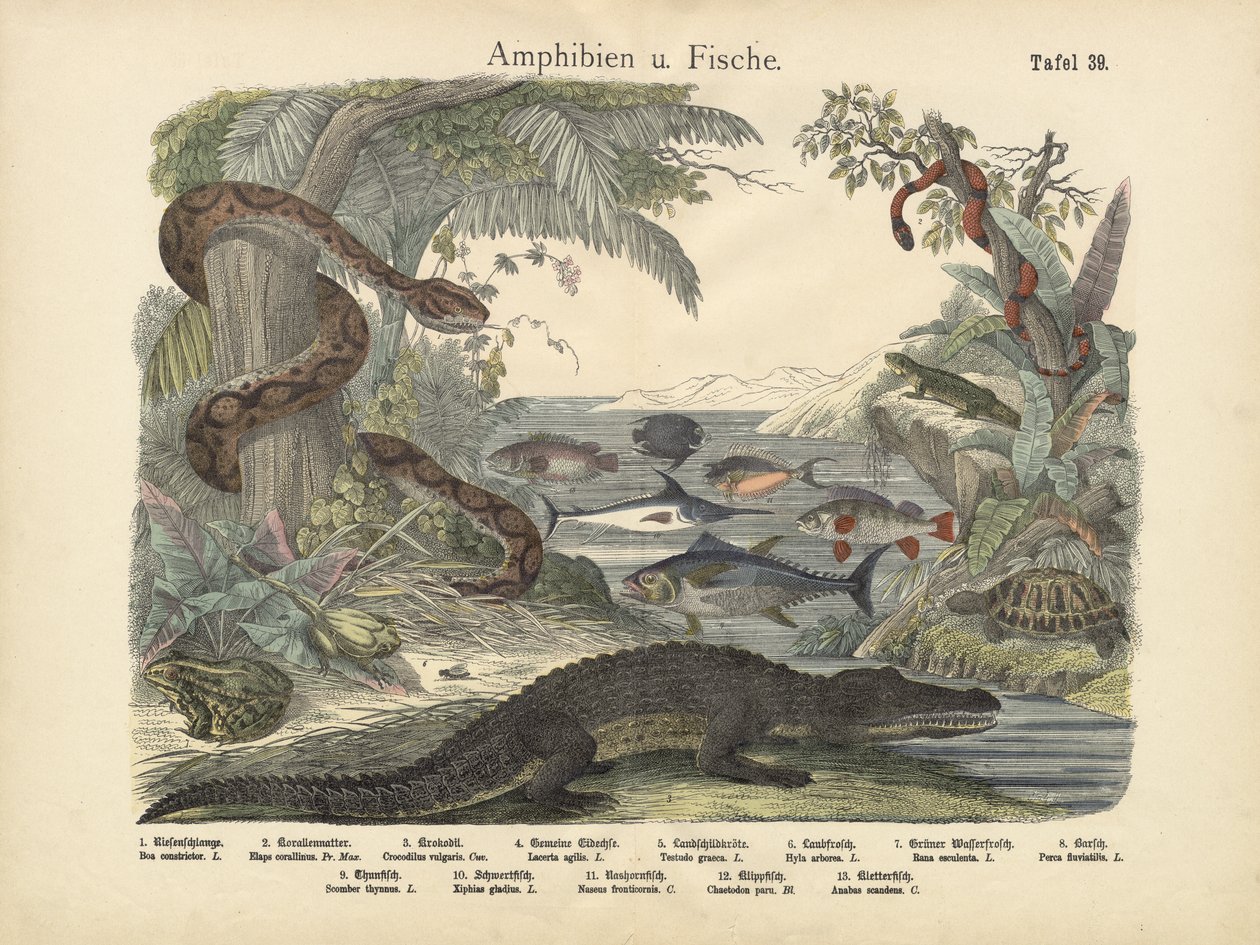 Amfibier og fisker, ca. 1860 av German School