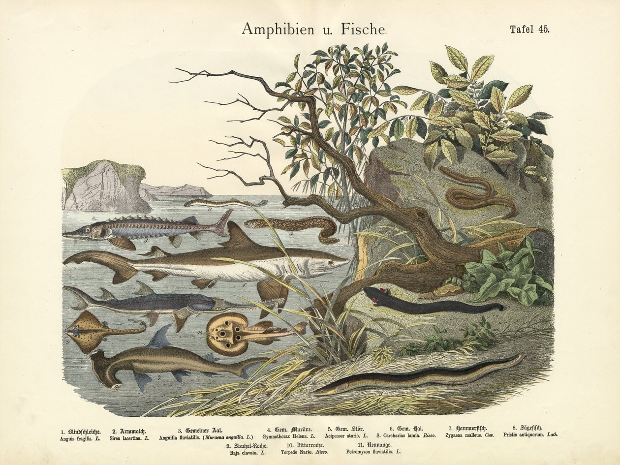 Amfibier og fisker, ca. 1860 av German School